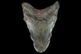 Bargain, Fossil Megalodon Tooth - North Carolina #124777-2